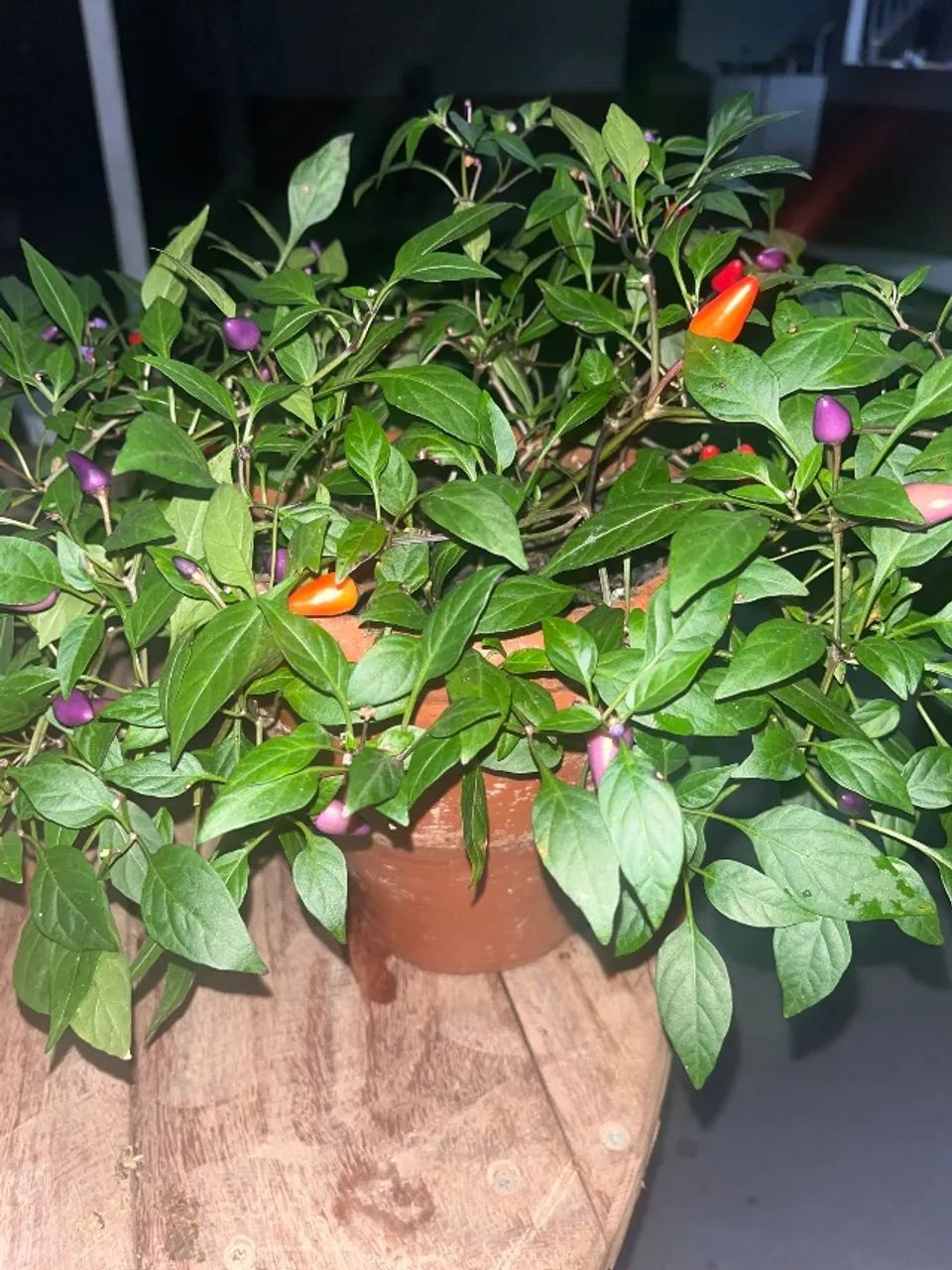 Pimenta Pirâmide Arco-Íris  - Foto 2