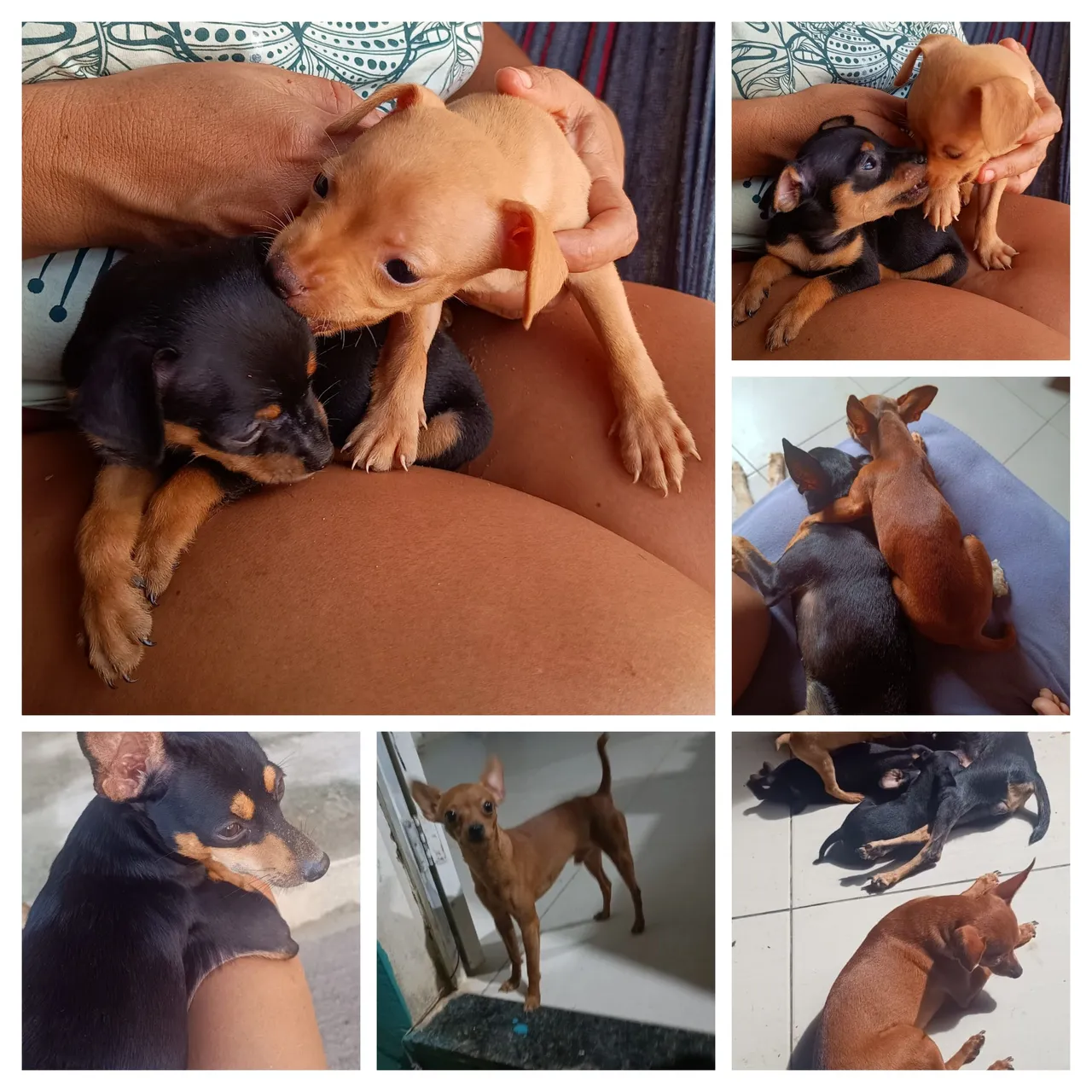 Filhotes de Pinscher disponíveis: pai 0 mãe 1