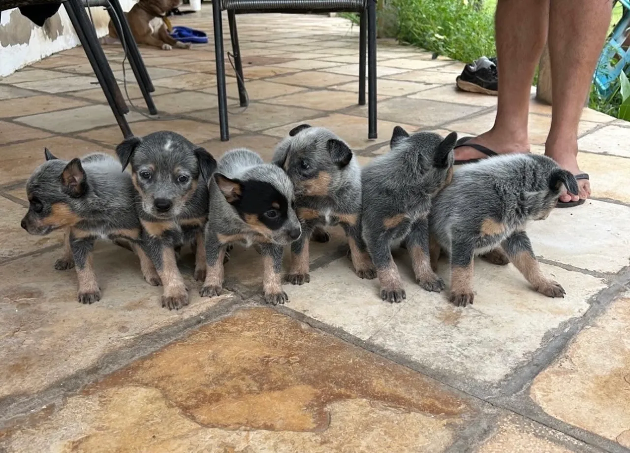 Filhotes de Boiadeiro Australiano(Blue Heeler)
