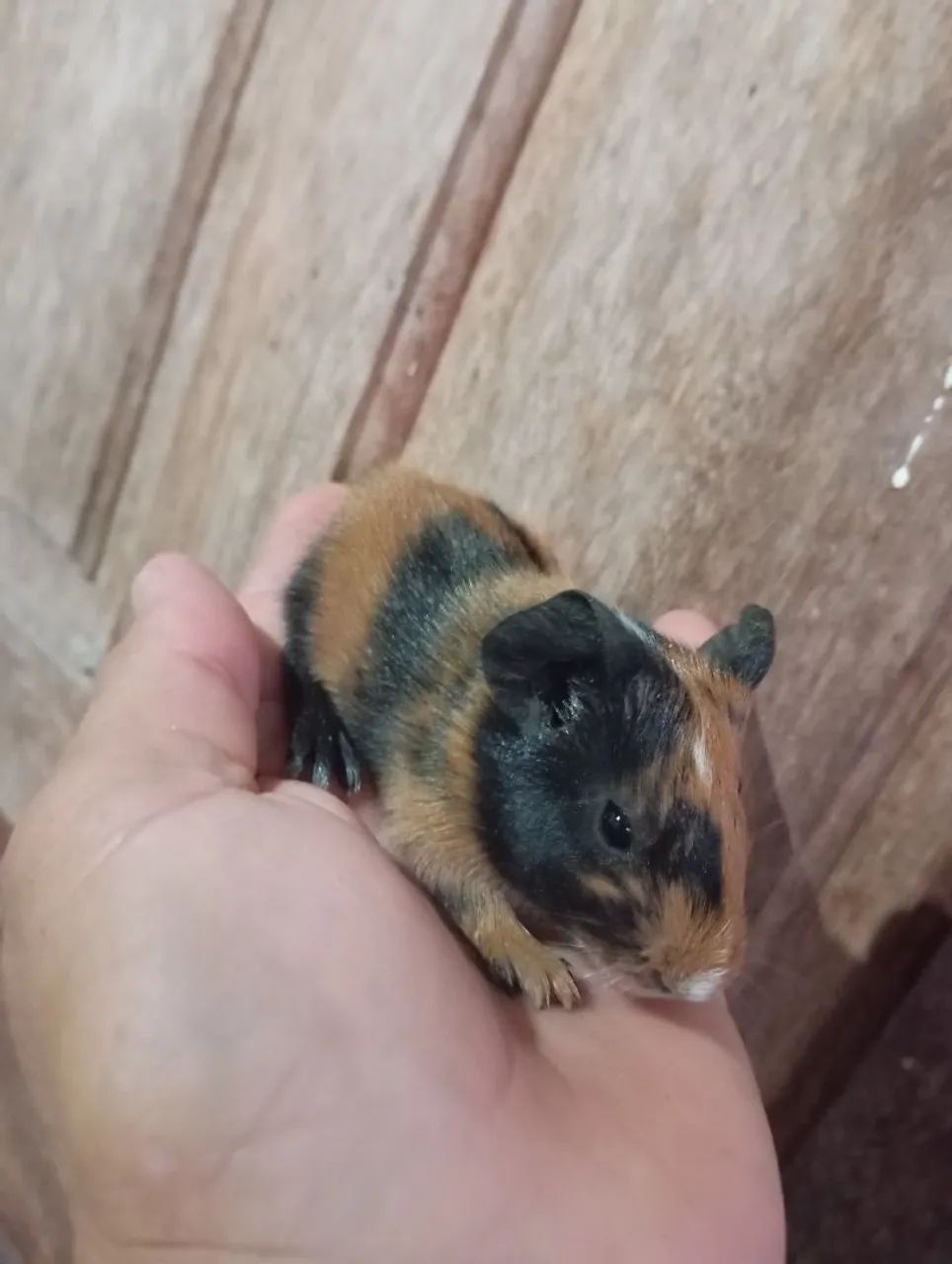 Vendo filhote de porquinho da índia 