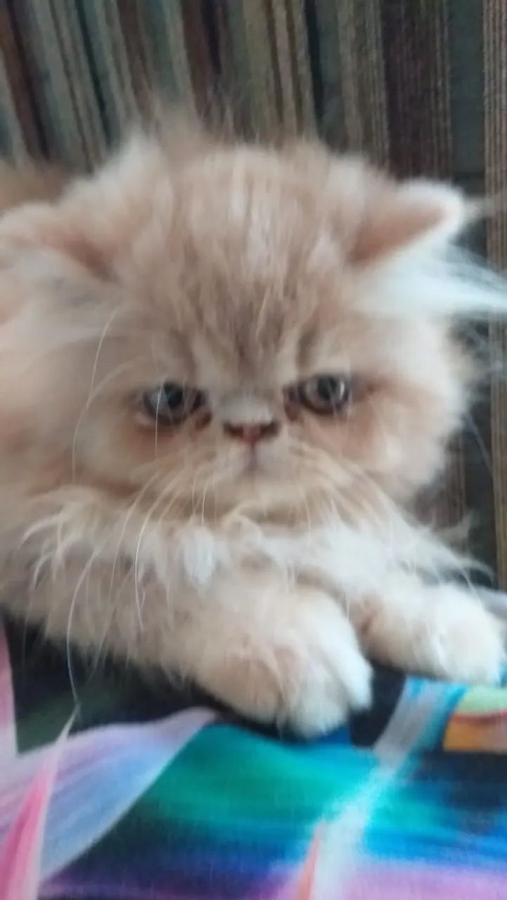 Filhote de Gato persa Fêmea - Foto 5