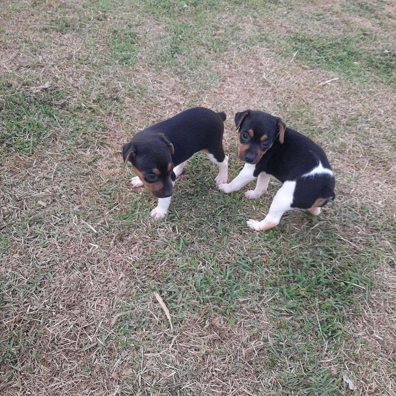 FOX PAULISTINHA ( TERRIER BRASILEIRO). MACHO E FÊMEA 