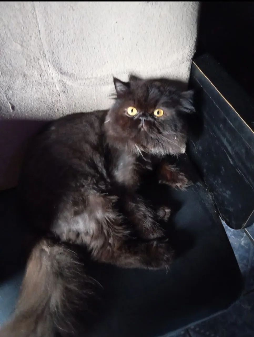 Gata persa prenha  - Foto 4