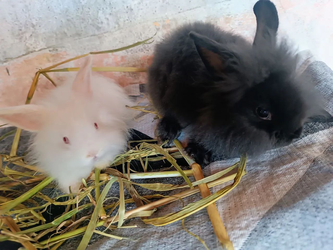 Filhotes de Head Lion (Coelho) - Foto 5