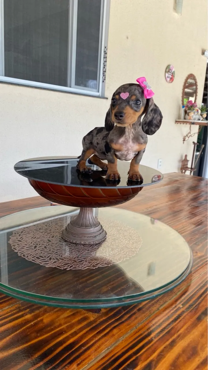 Dachshund minisssss em promoção