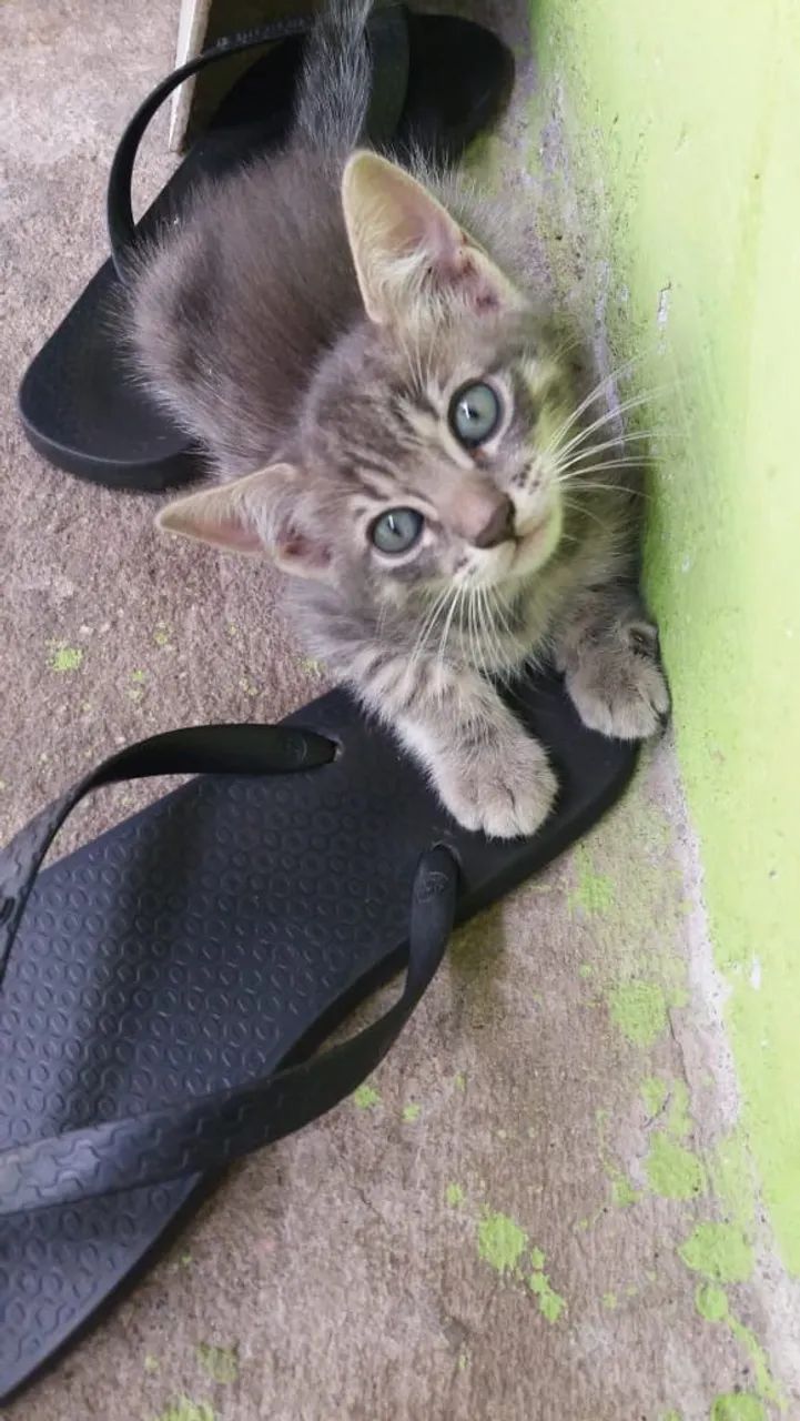 Adoção - Gato 2 meses - Foto 5