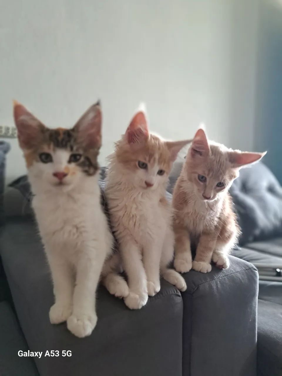 Gatinhos mainnecoon  - Foto 4
