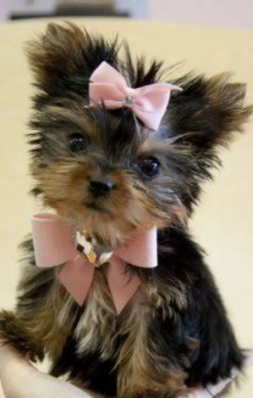 Filhotes Yorkshire Terrier Yorkshire Olx Filhotes De Yorkshire