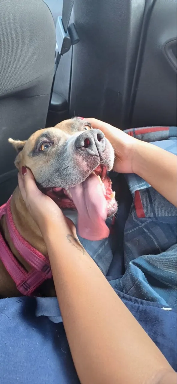 Pitbull Adorável