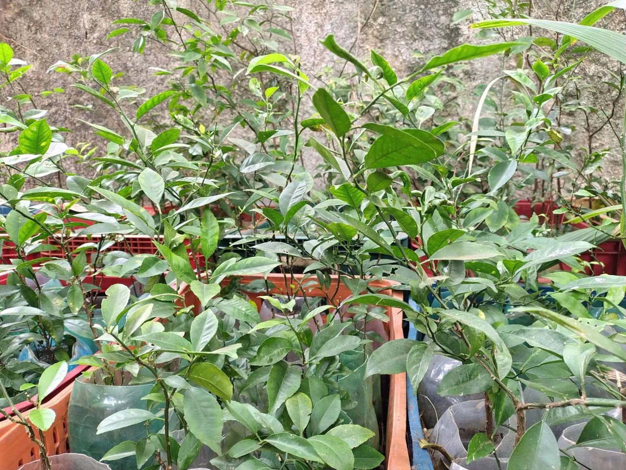 MUDAS DE MEXERICAS,COM 03 A 05 ANOS