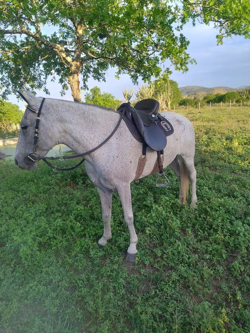 Égua Mangalarga  - Foto 6