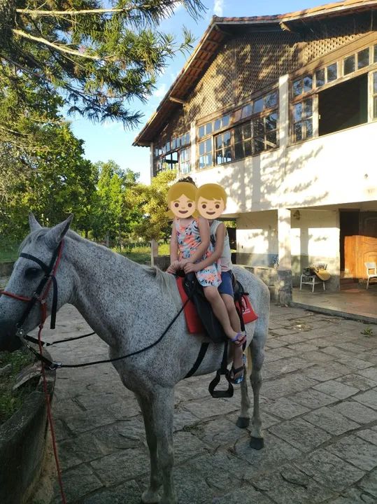 Cavalo mangalarga inteiro  - Foto 5