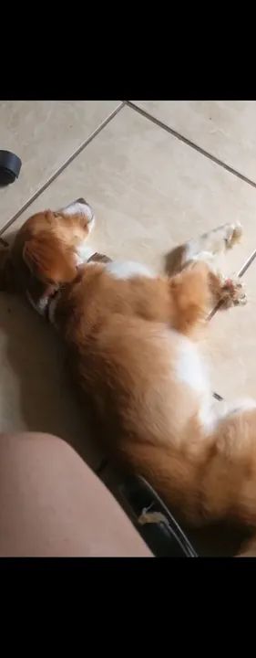 Doação Responsável  - Foto 3