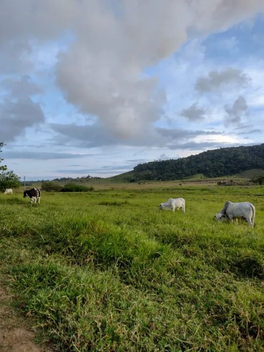 Fazenda em São Luiz, 160 hectares a 30 mil o hectar - Foto 2