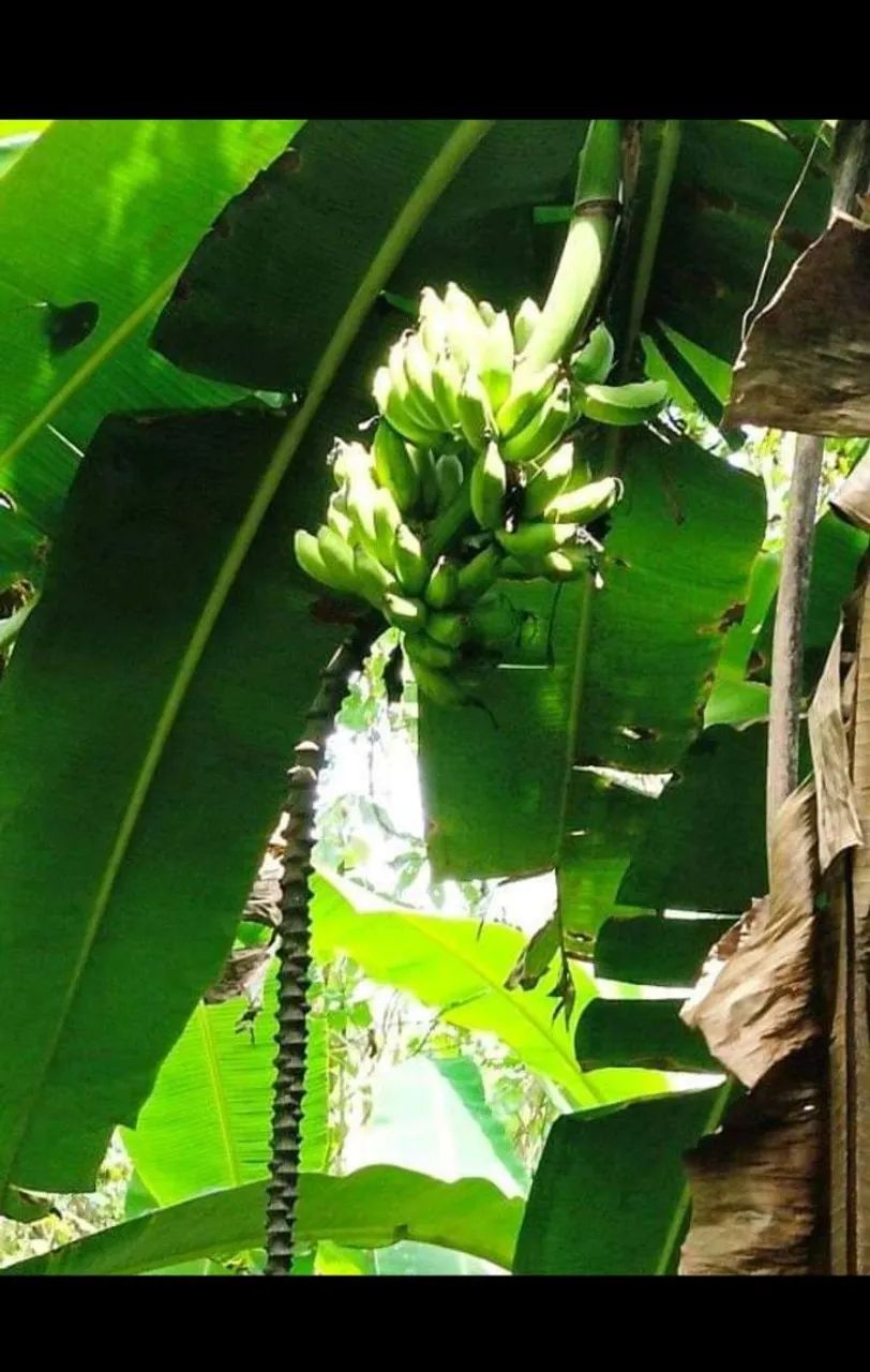 Sítio com vista para a natureza exuberante! - Foto 5