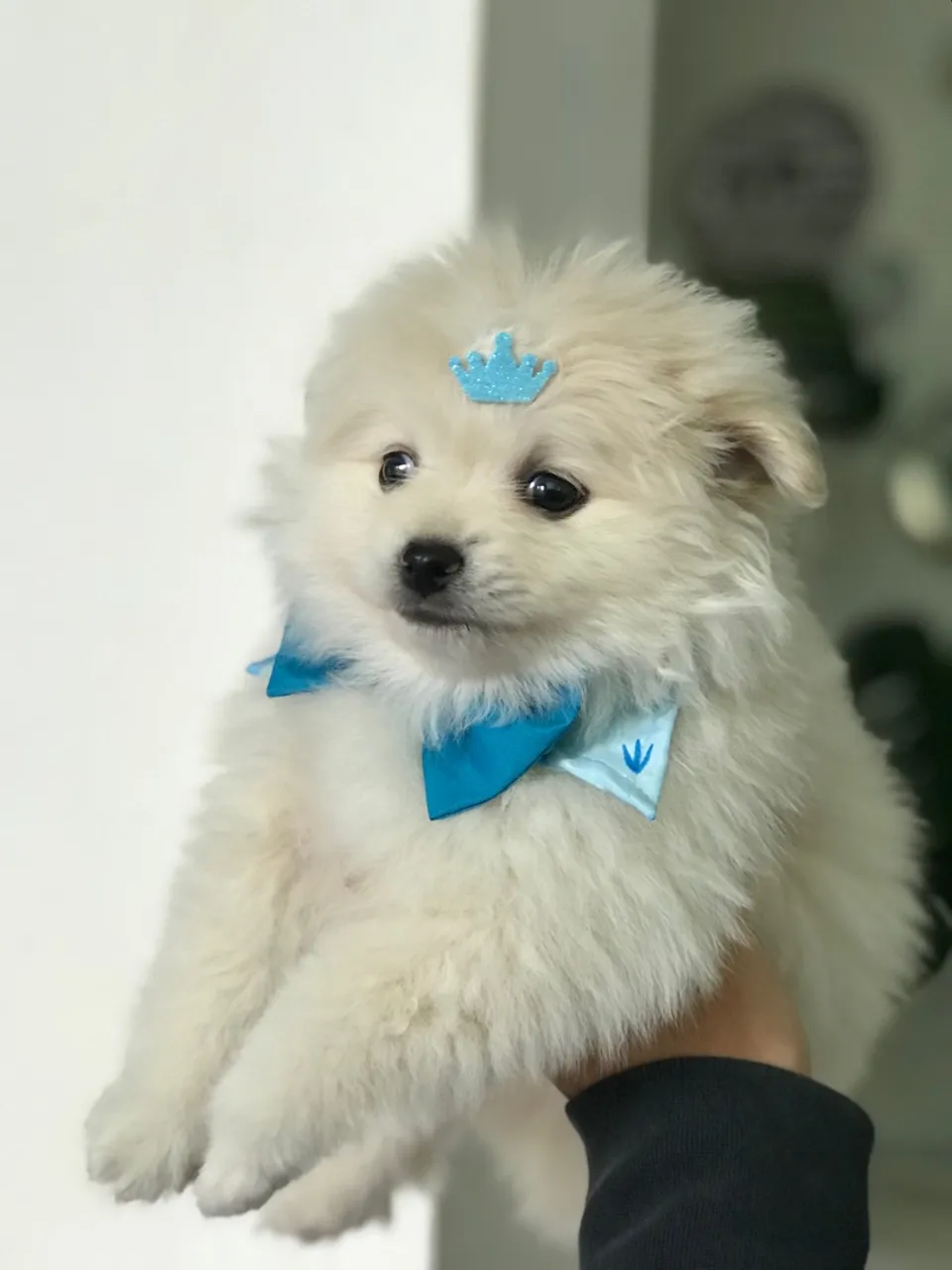 Filhote Lulu Pomerania 45 dias