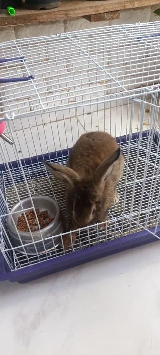 Vendo coelho da raça lion red - Foto 2