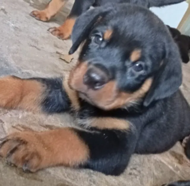 Rotwailler Raça Pura