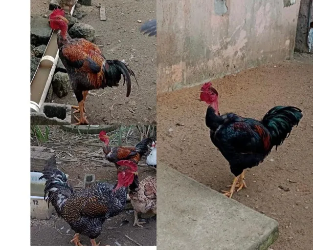2 galos novos ( menos de um ano) 1 galo com 2 anos e meio