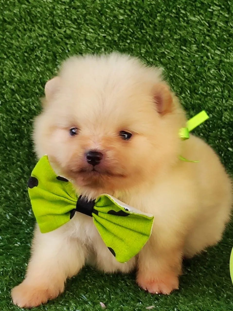 Spitz alemão macho anao $2.200,00 - Foto 2