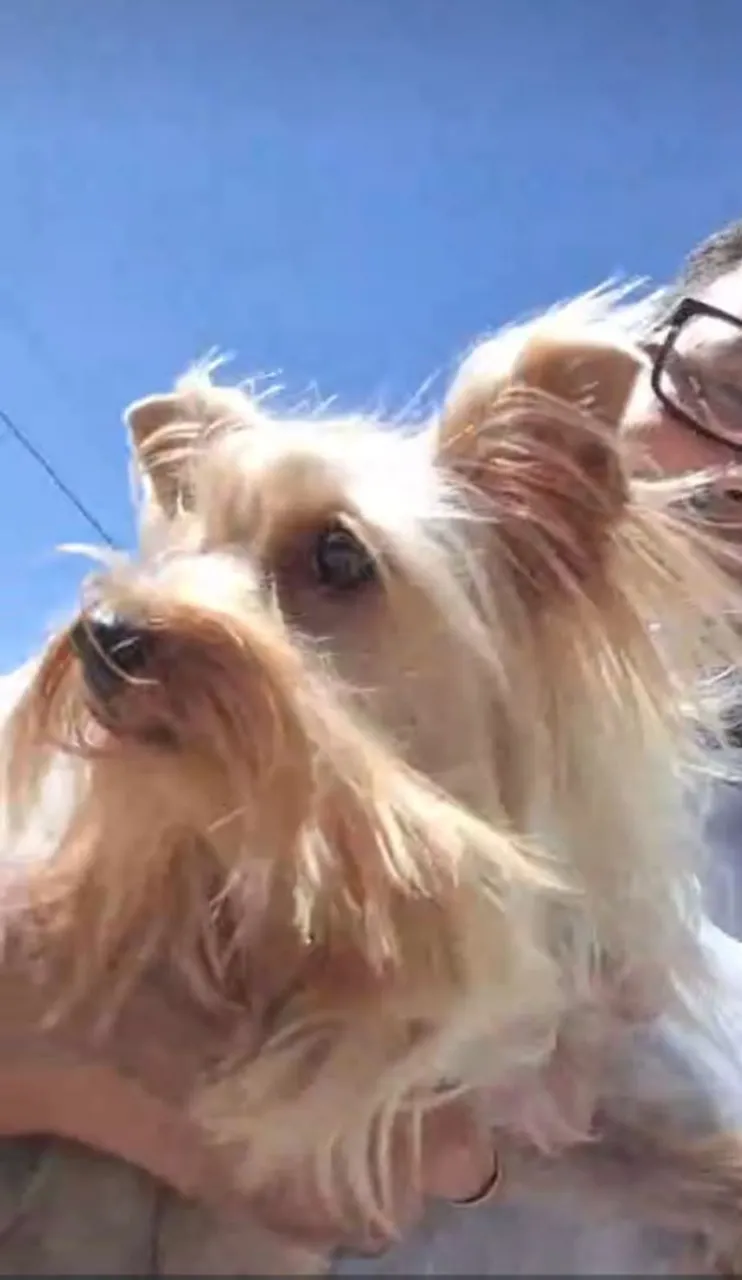 Filhote Yorkshire Terrier procura se
