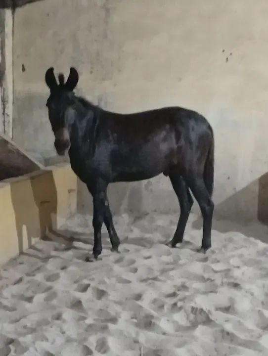 Burro Preto ' já é o menor preço ' - Foto 6