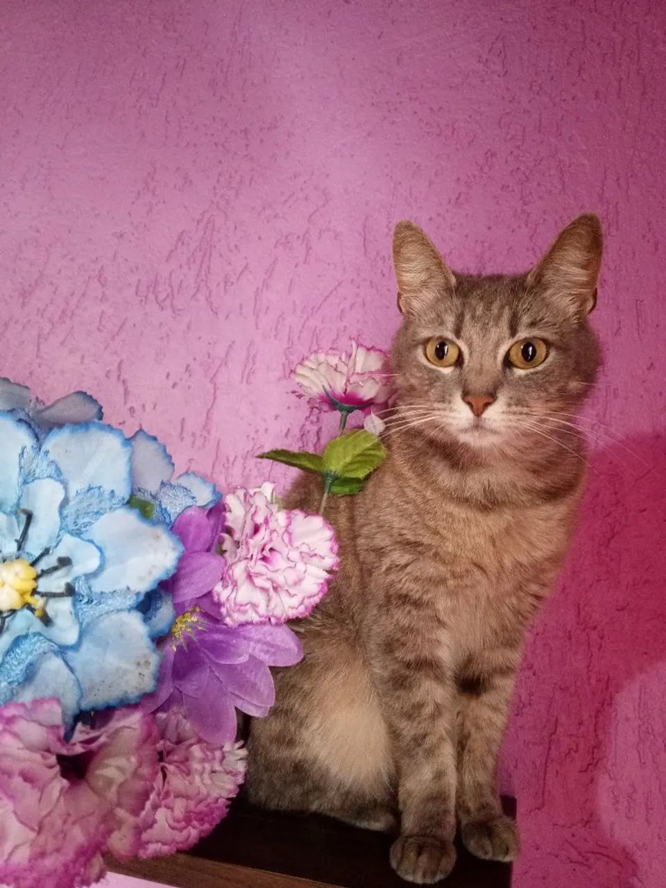 Doa se gatinha amorosa 