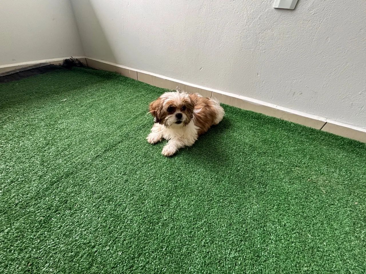 Shitzu filhote disponíveis  - Foto 6