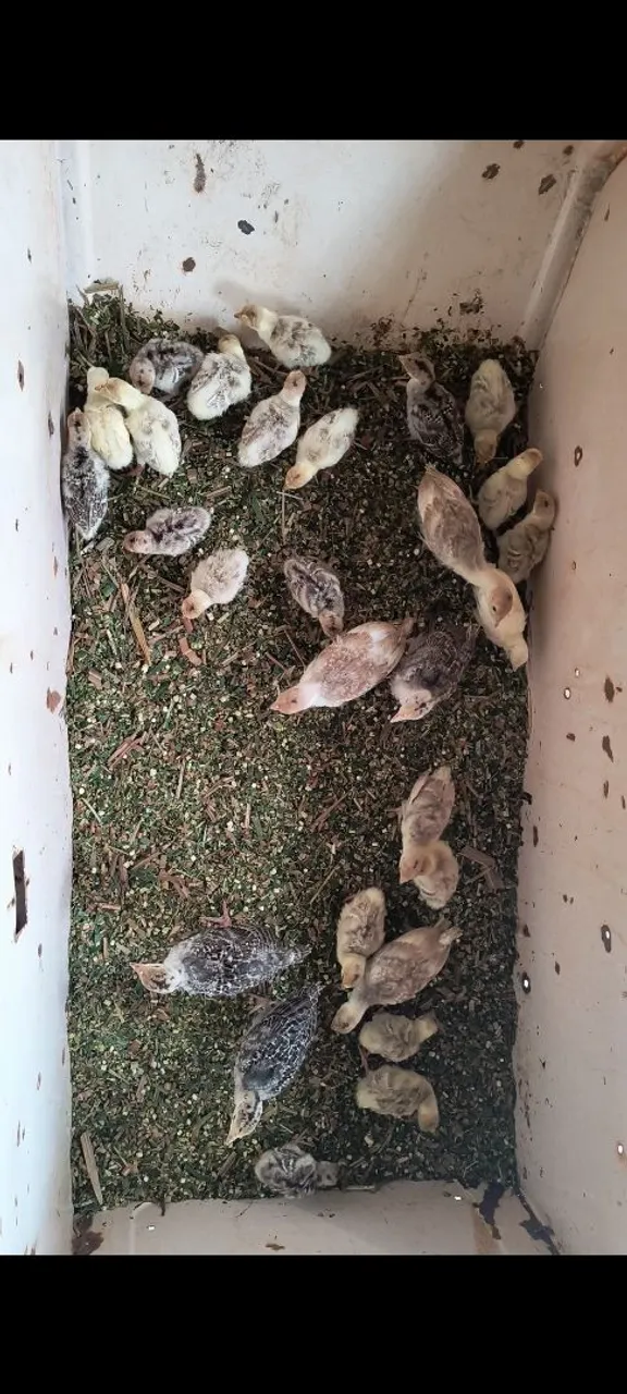 Filhotes de Peru
