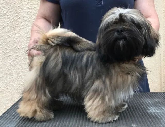 Lhasa Apso Filhotes Adoráveis na Cor Bicolor - Foto 2