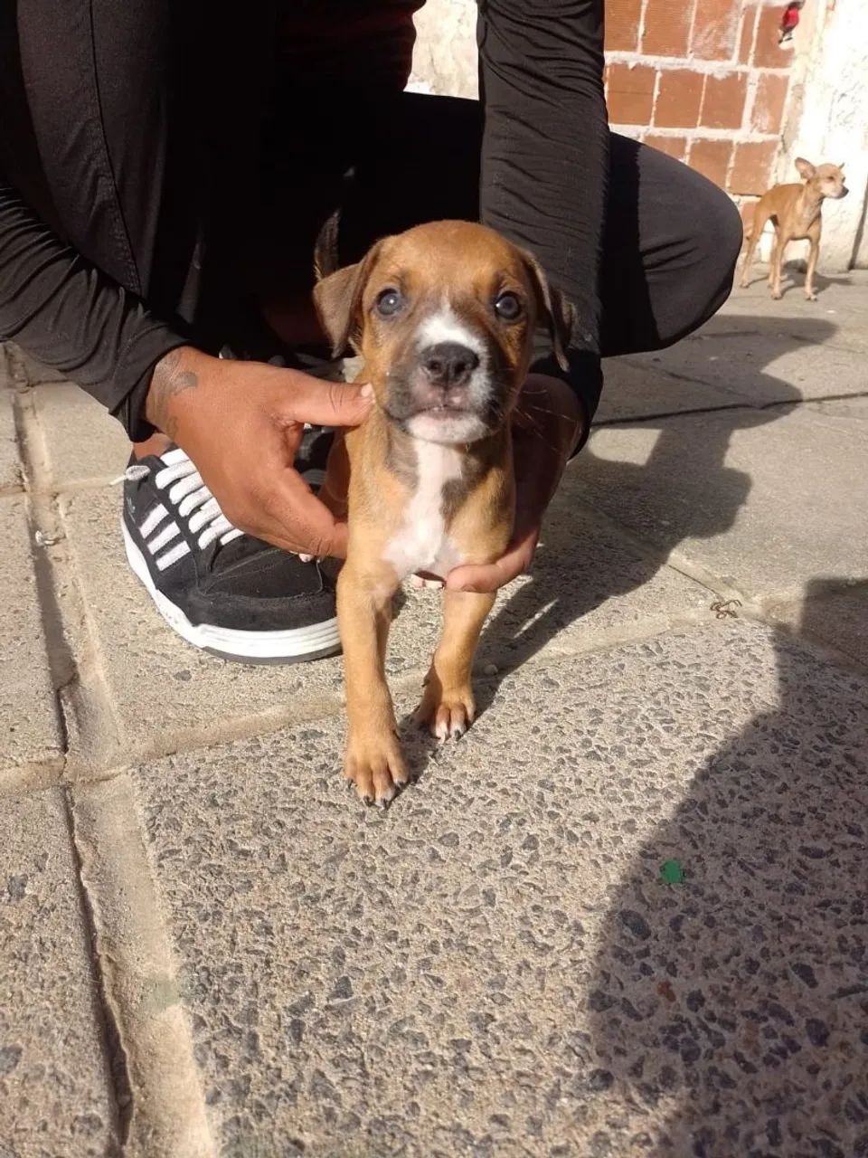 Filhote Pitbull - Foto 4