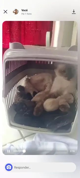 Gatos Siameses Filhotes - Foto 3