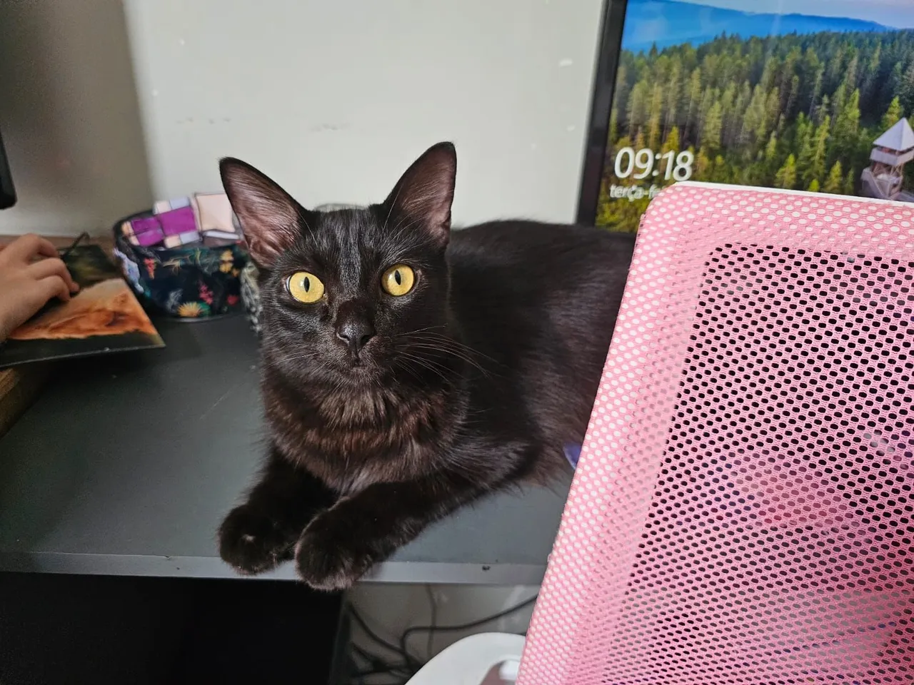 Gatinho preto adorável para adoção