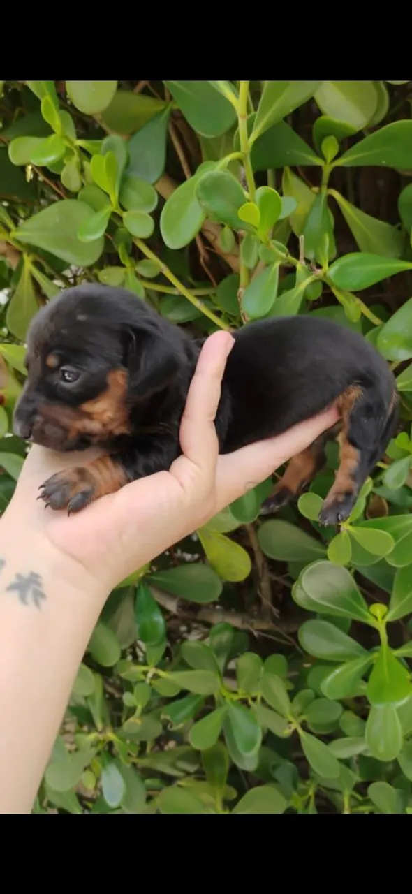 Filhote de Dachshund salsicha