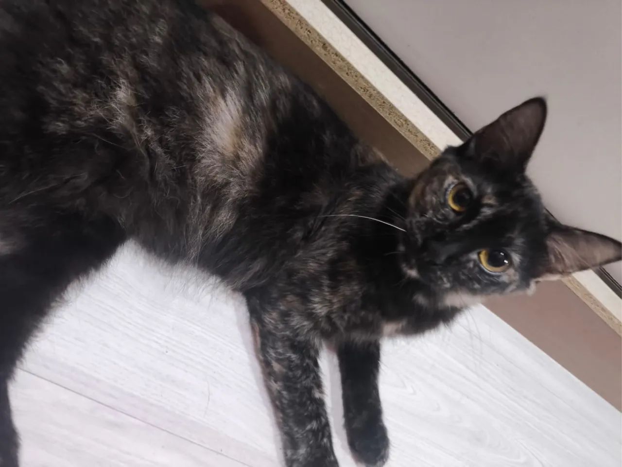 Doação de gato laranja macho e Escaminha fêmea  - Foto 4