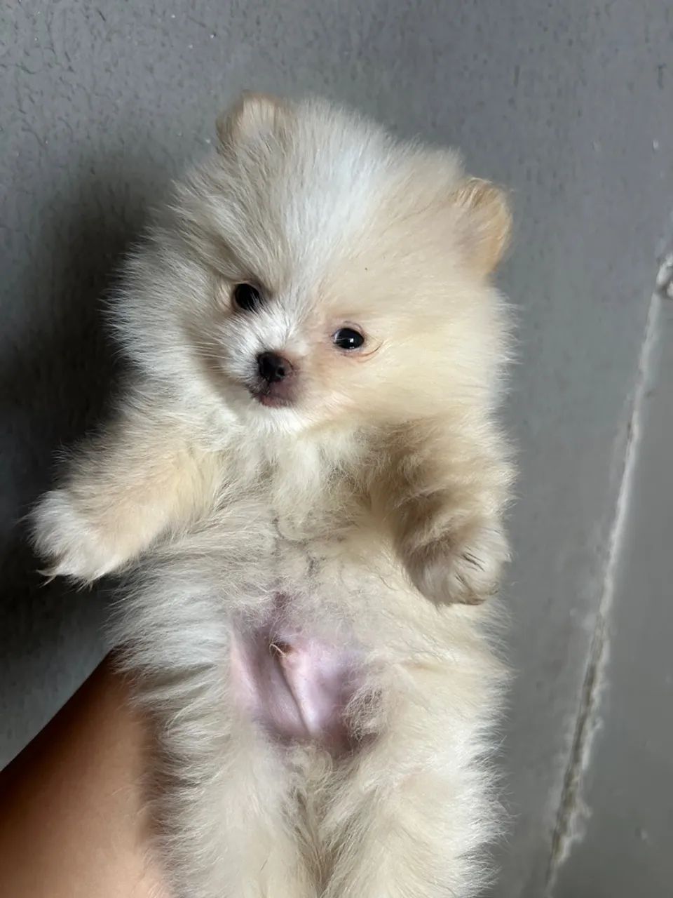 Filhote de Lulu da Pomerânia  - Foto 2