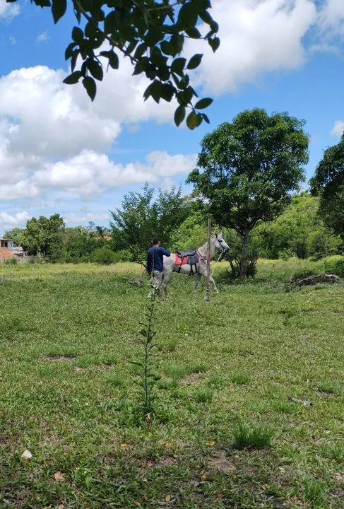 Cavalo mangalarga inteiro  - Foto 4