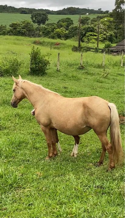 Éguas e cavalos - Foto 5