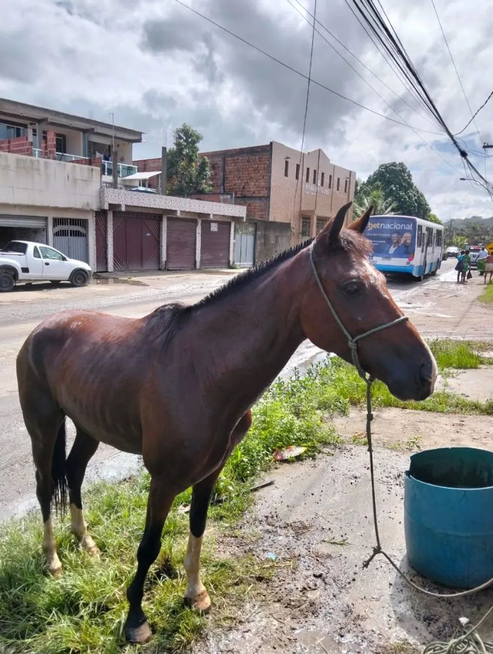 Vendo um cavalo manso bom de picado 4 anos bom todo estou pedindo 7.000 tem conversar  - Foto 3