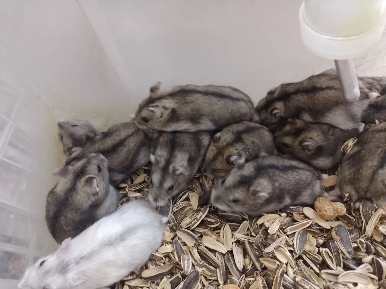 Hamster Anão Russo  - Foto 2