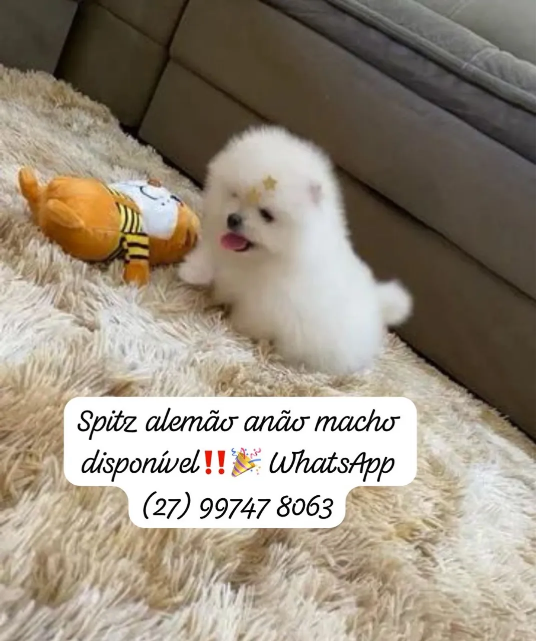 Spitz alemão /lulu pomerania anaõ pedigree Cbkc 