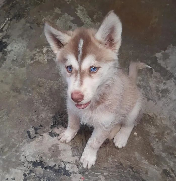 Fêmea Husky Siberiano  - Foto 2