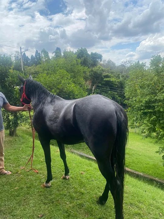 Cavalo mineiro registrado - Foto 3
