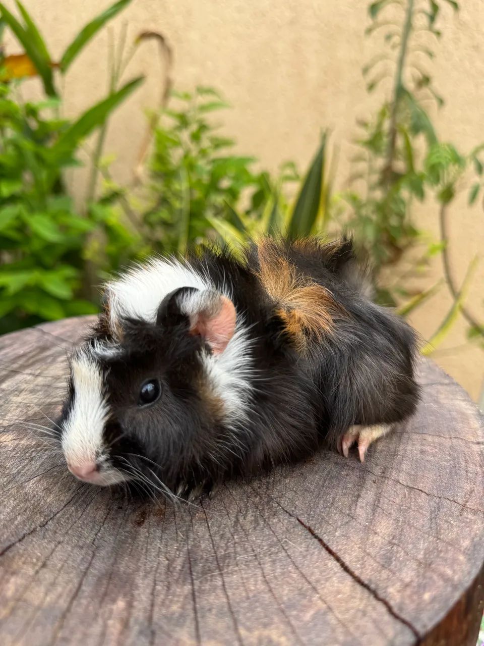 Porquinho abissínio  - Foto 3