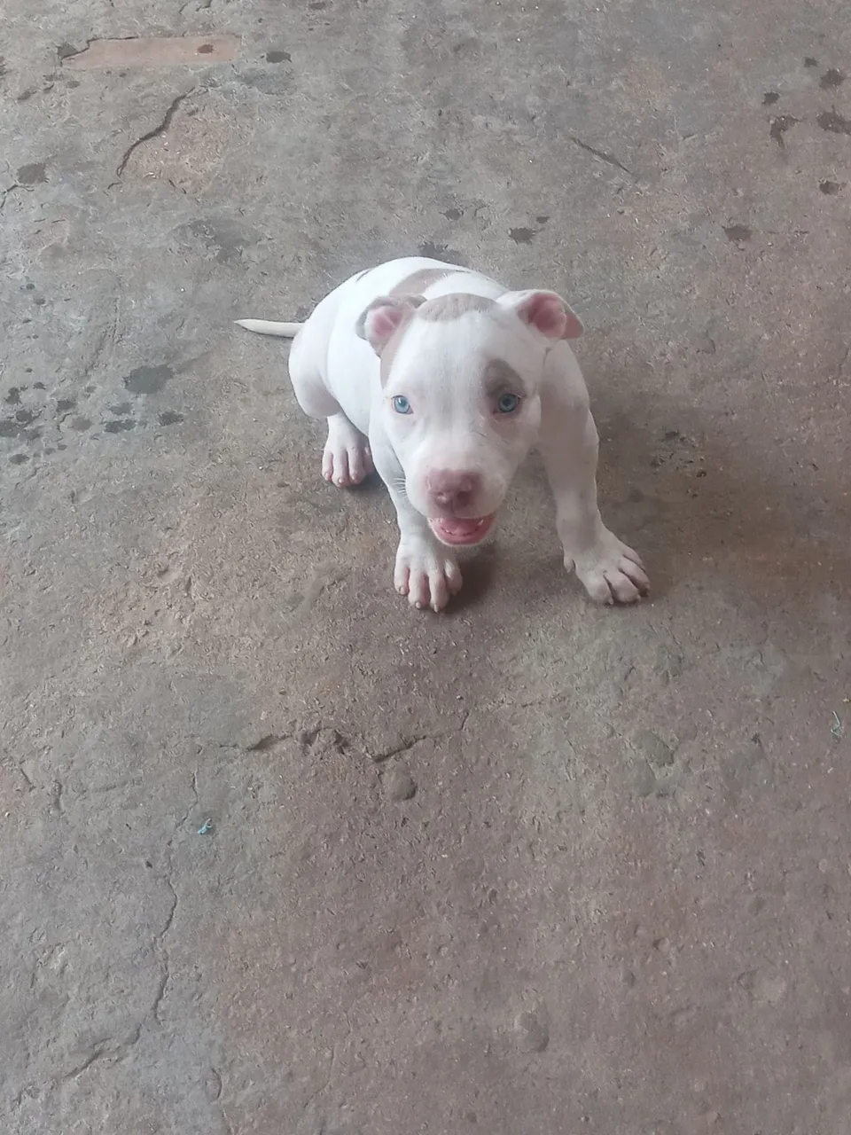 Pit moster a venda