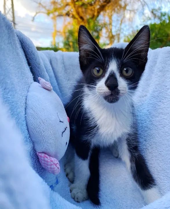 Gatinhos fofinhos para adoção - Foto 5