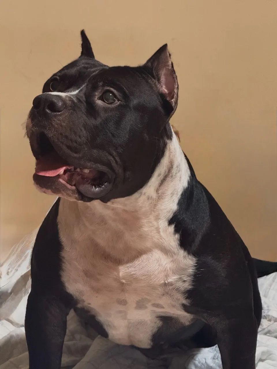 PITMONSTER FILHOTE 1 ANO VENDO CRUZA (MACHO)