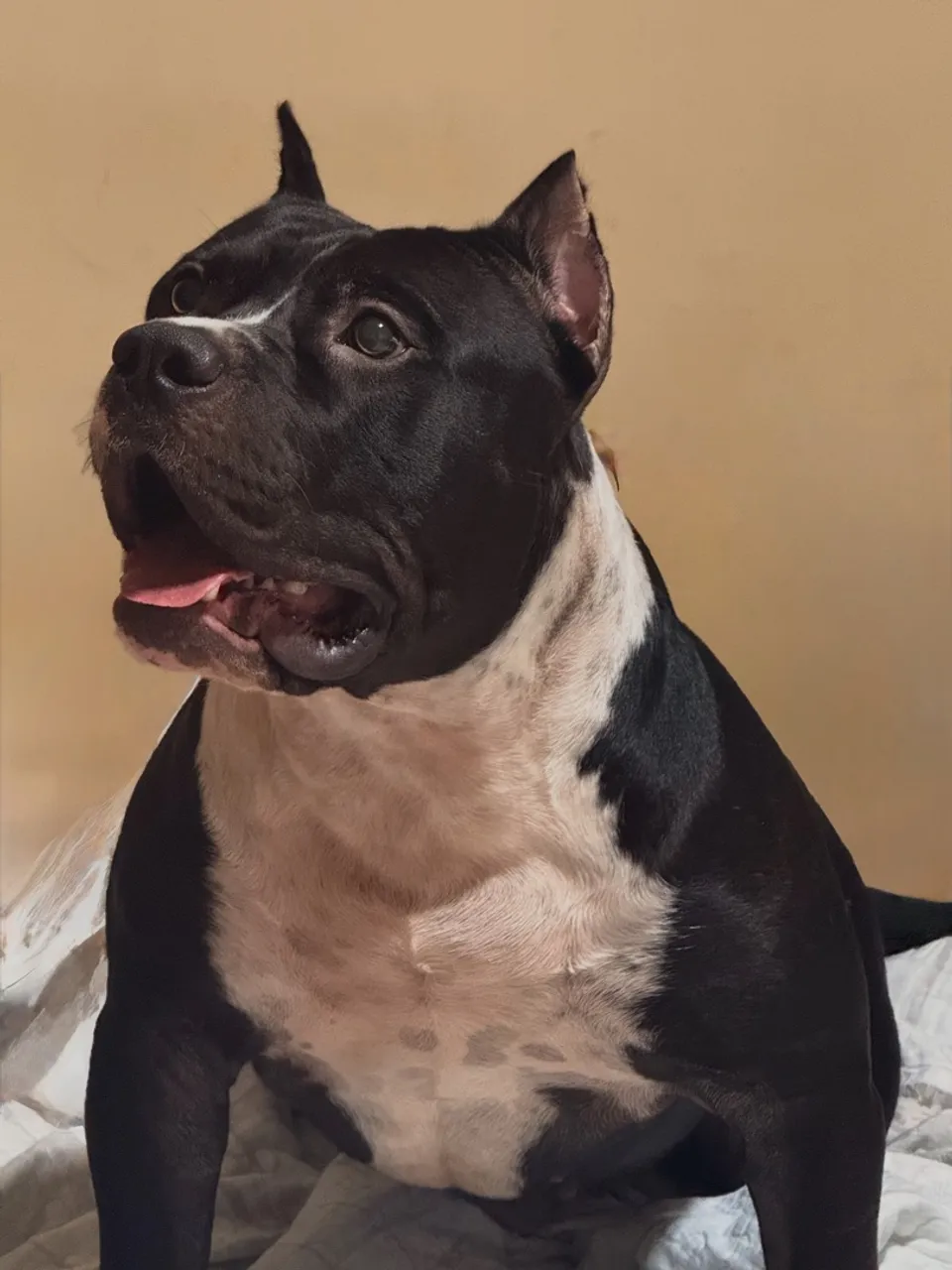 PITMONSTER FILHOTE 1 ANO VENDO CRUZA (MACHO)