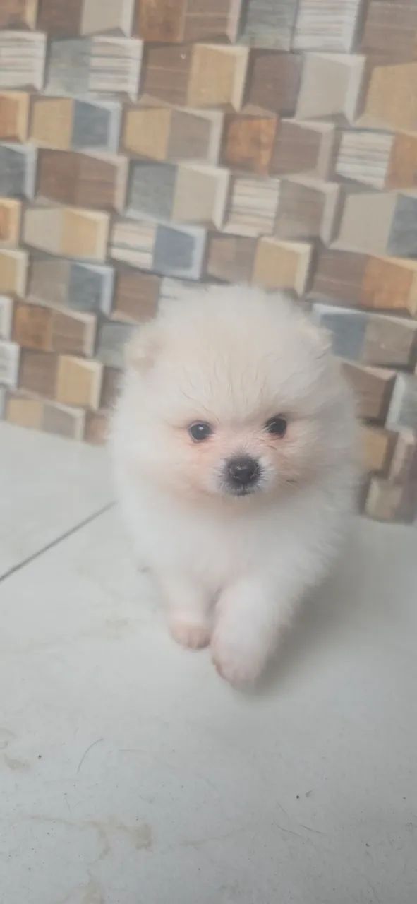 Vendo Filhote de Spitz Alemão - Foto 3