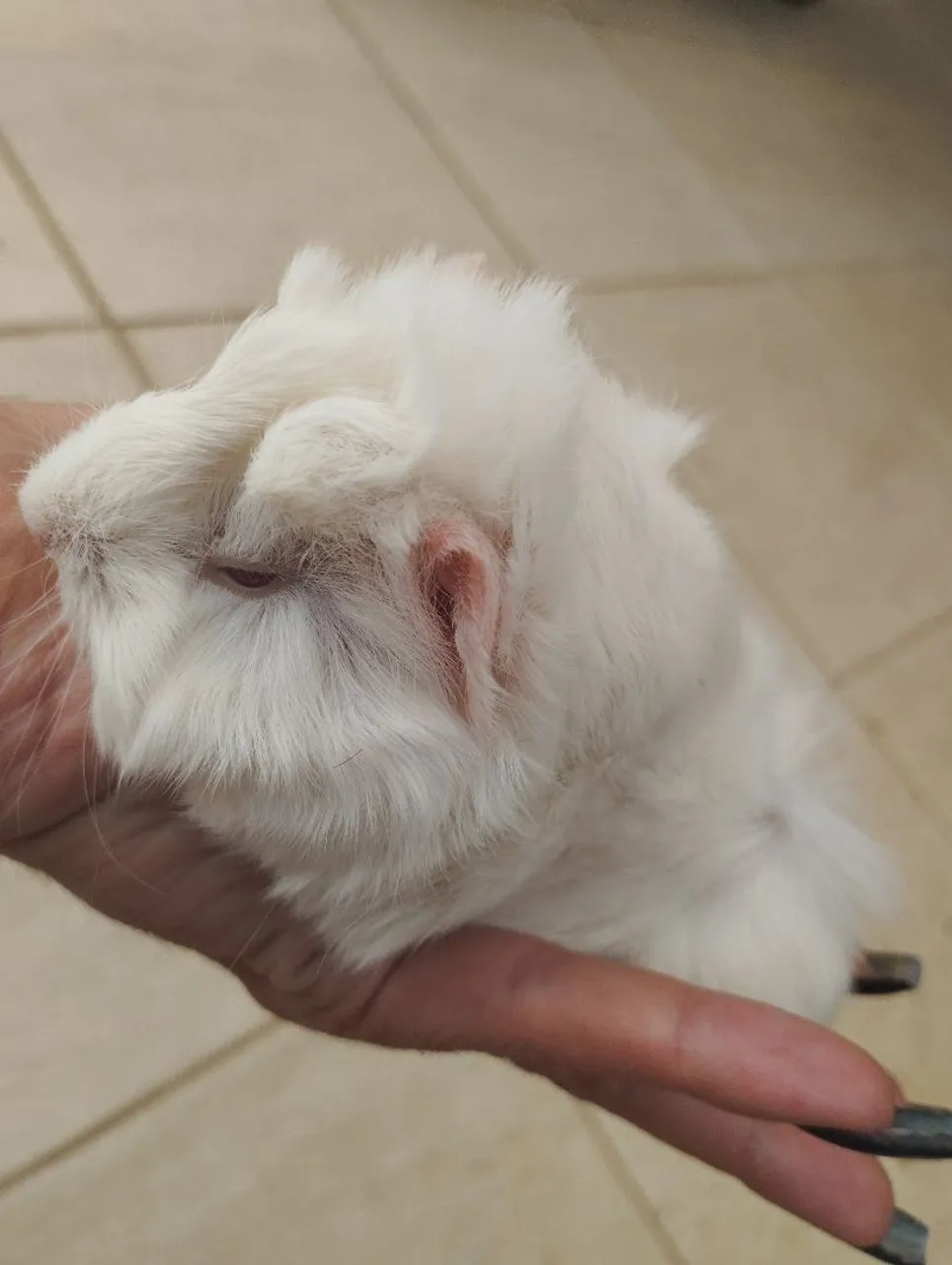 Porquinho da Índia Albino - Peludinho e Charmoso!